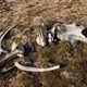 The Pavlov mammoth thoracic and neck vertebrae, ribs, and cranium, laid out after being excavated.